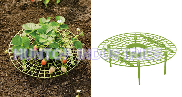 Garden Strawberry Plant Support